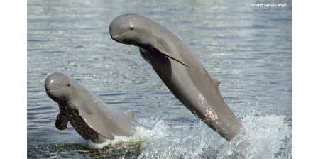 Los delfines del Irrawaddy