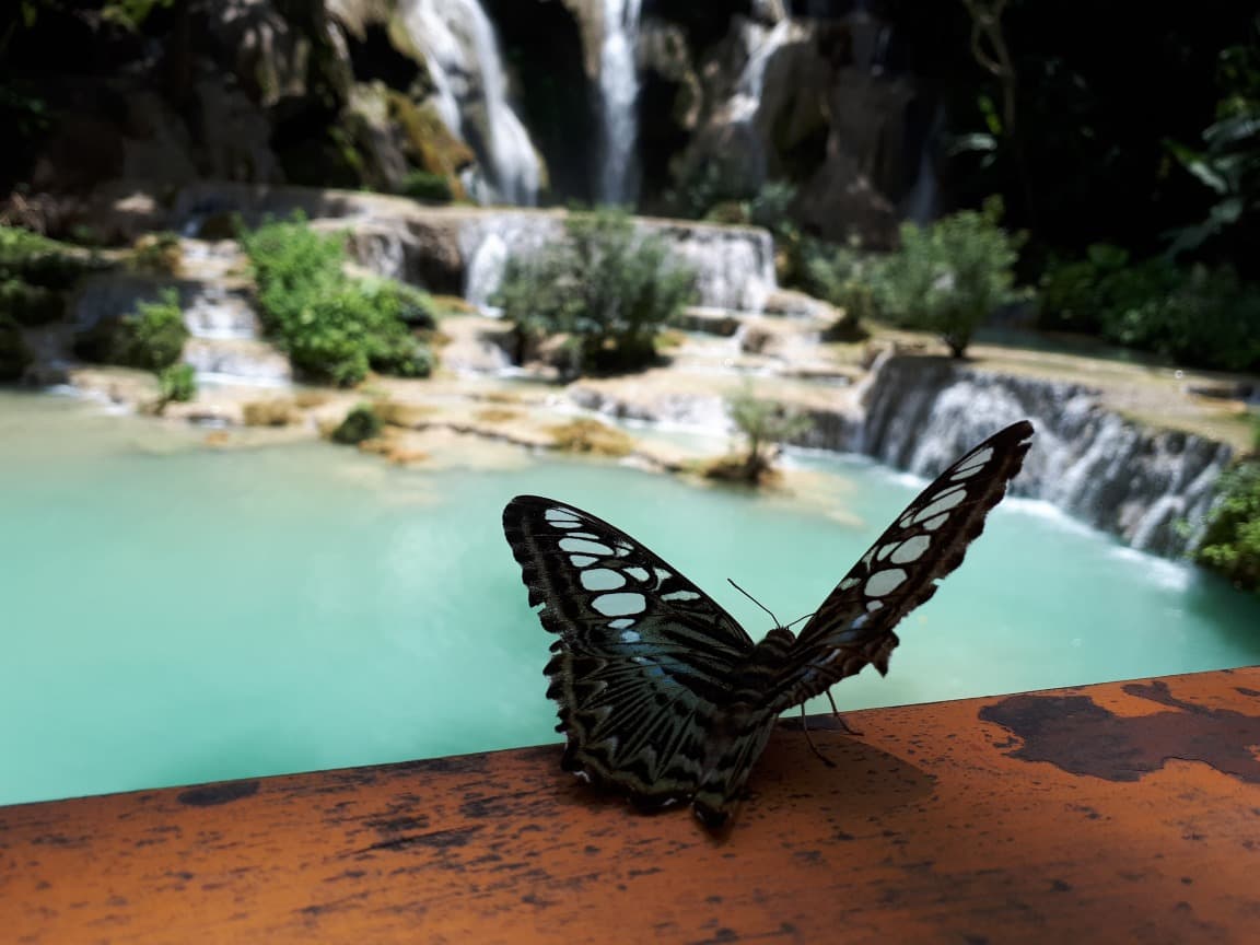 El parque de mariposas de Kuang Si